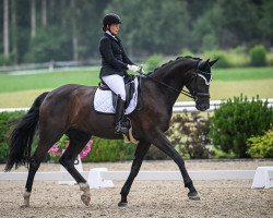 Dressurpferd Djanga Lin CH (Schweizer Warmblut, 2014, von Dante Weltino Old)