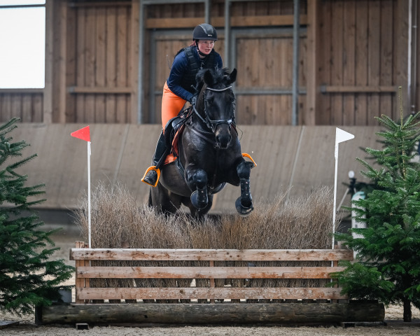 Springpferd Flying Dance Lin CH (Schweizer Warmblut, 2010, von Fidertanz)