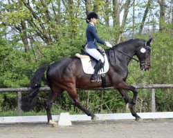 dressage horse Zalando 6 (Oldenburg, 2010, from Zack)