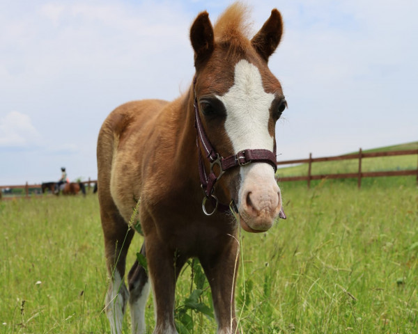 horse Klatt's Vivien (Welsh-Pony (Section B), 2023, from Wildzang's Dakar)