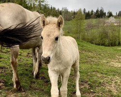 horse Ilendil (Fjord Horse, 2023, from Ilribo)