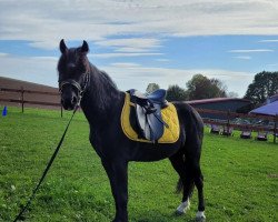 horse Emil (Welsh-Pony (Section B), 2013, from Maashoeven's Egor)