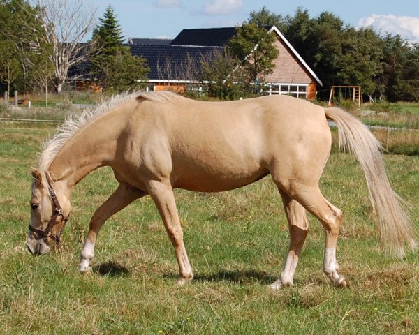 broodmare Fredens Little Lady (Danish Pony, 2006, from Golden Dancer)