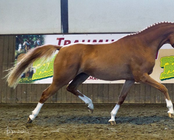 Pferd Fredens Gardenia (Deutsches Reitpony, 2012, von Fb Gangster)