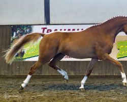 dressage horse Fredens Gardenia (Deutsches Reitpony, 2012, from Fb Gangster)