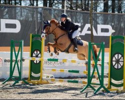 broodmare Fredens Lady Nova (German Riding Pony, 2010, from Heidbergs Nancho Nova)