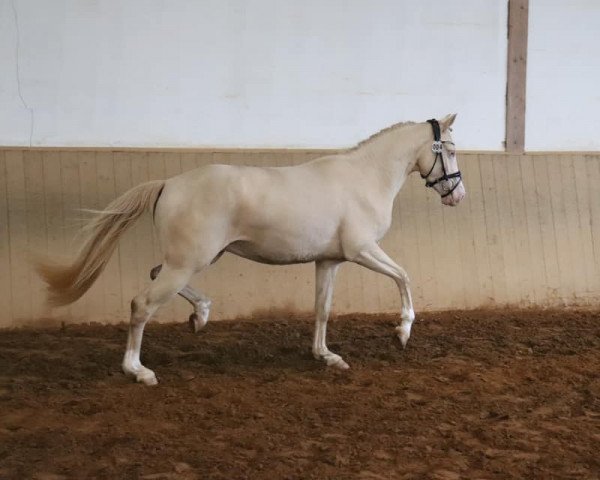 jumper Fredens Fine China (German Riding Pony, 2017, from Movie Star)