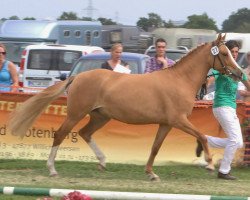 dressage horse Cassinia Royale (German Riding Pony, 2010, from Casino Royale K WE)