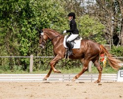 dressage horse D' Angelo 2 (Westphalian, 2019, from De Angelo)