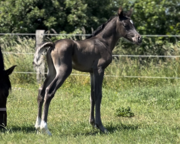 horse LJK Nablissimo Lio (German Riding Pony, 2023, from Non Plus Ultra)