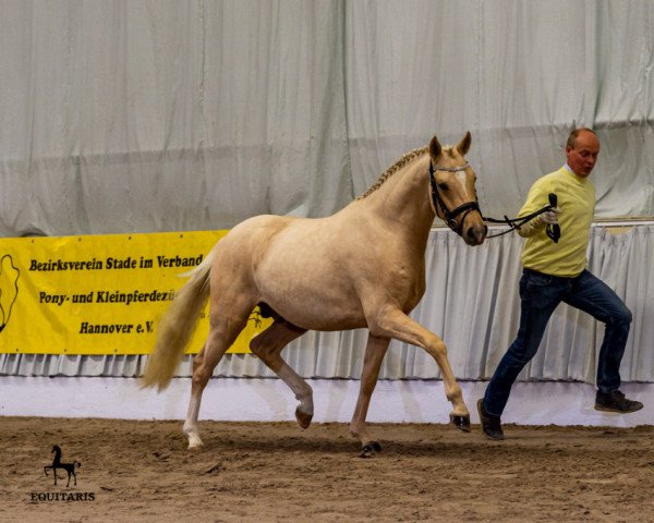 stallion Non Plus Ultra (German Riding Pony, 2018, from Heidbergs Nancho Nova)