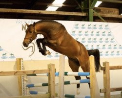 jumper Lesther (KWPN (Royal Dutch Sporthorse), 2016, from Glenfiddich VDL)