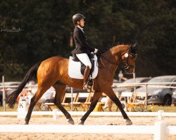 dressage horse Vancouver's Victori (Westphalian, 2014, from Vancouver L)