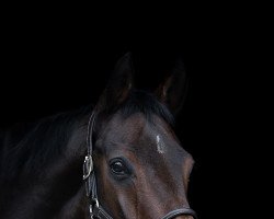 dressage horse Lord Lancelot 9 (Hanoverian, 2009, from Lauries Crusador xx)