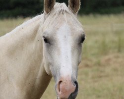 dressage horse Classic Cookie Dough (German Riding Pony, 2021, from Charmeur)