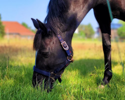 broodmare Tinker Bell 13 (German Riding Pony, 2008, from Kennedy WE)