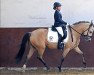 dressage horse Hesselteichs A Little Yellow (German Riding Pony, 2018, from Golden Atreju)