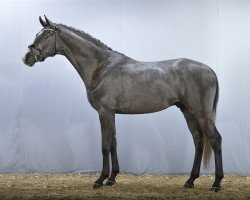 stallion Fredensdals Fountain (Danish Warmblood, 2010, from Fürstenball)