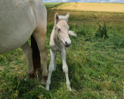 Pferd Fenja (Fjordpferd, 2023, von Skian)