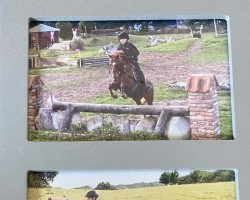 dressage horse Sophienhöh's Monique (German Riding Pony, 2005, from Colonel)