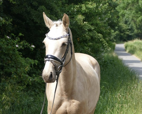 horse Cinderella (German Riding Pony, 2020, from Jonker's Socrates)