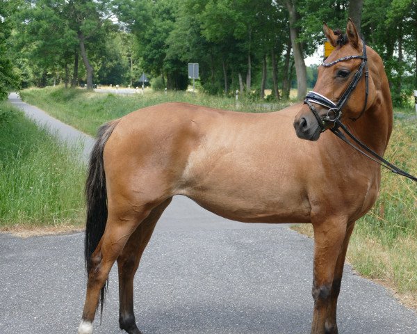 dressage horse Niagara (German Riding Pony, 2021, from Cooper County WE)