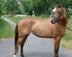 Dressurpferd Niagara (Deutsches Reitpony, 2021, von Cooper County WE)