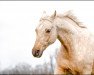 Dressurpferd Golden Dance Star (Deutsches Reitpony, 2007, von White Gold B)