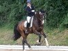 dressage horse Fürst Faxe (Hanoverian, 2012, from Fürstenball)