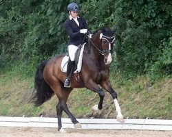 dressage horse Fürst Faxe (Hanoverian, 2012, from Fürstenball)