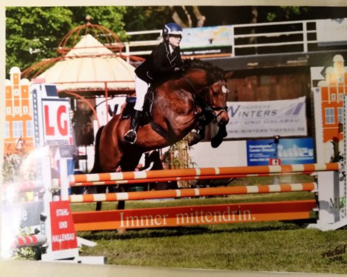 jumper Empire Nelson (New Forest Pony, 2009)