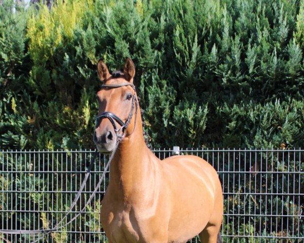 dressage horse Beste Bärbel (German Riding Pony, 2016, from Bon Jovi)