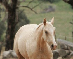 stallion Glacial Gold xx (Thoroughbred, 2008, from Gold Bayou T B xx)