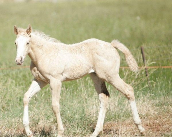 horse Amelia xx (Thoroughbred, 2020, from Moonlark xx)