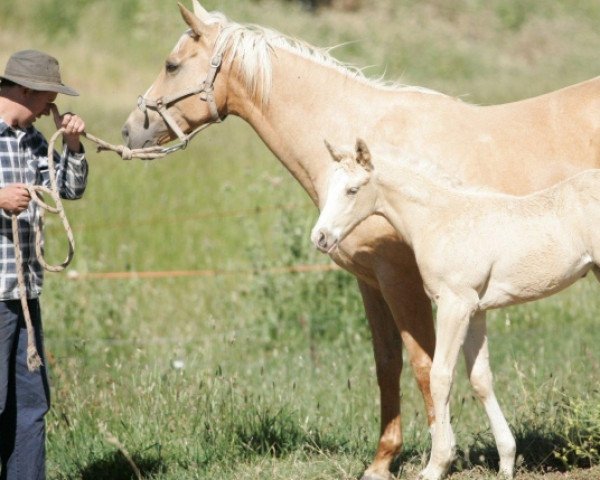 broodmare Ladore Barbie Girl xx (Thoroughbred, 2015, from Gold Bold N Rich xx)