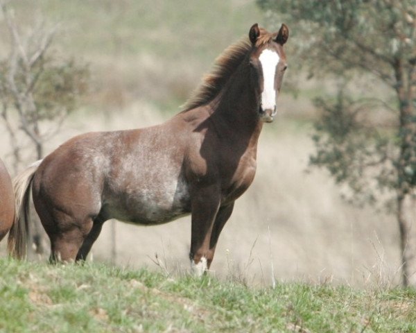 horse Hengst von Moonlark xx (Thoroughbred, 2020, from Moonlark xx)