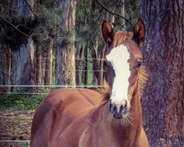 Pferd Stute von Moonlark xx (Englisches Vollblut, 2020, von Moonlark xx)