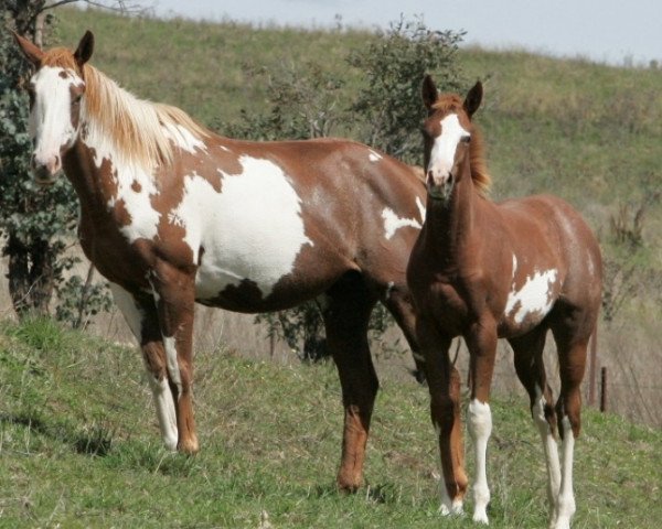 broodmare Iadore Poppy xx (Thoroughbred, 2012, from Gold Bold N Rich xx)