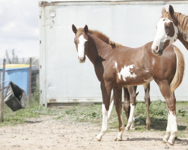 horse Hengst von Moonlark xx (Thoroughbred, 2020, from Moonlark xx)