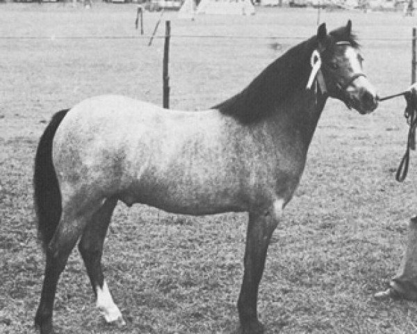 stallion Synod Joshua (Welsh mountain pony (SEK.A), 1975, from Sinton Solomon)