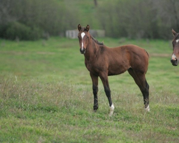 horse Cherry xx (Thoroughbred, 2019, from Moonlark xx)