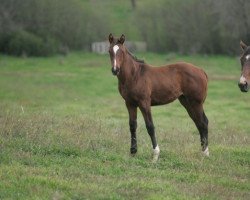 Pferd Cherry xx (Englisches Vollblut, 2019, von Moonlark xx)