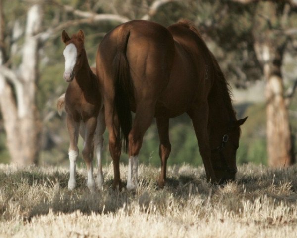 horse Geoff Moon xx (Thoroughbred, 2019, from Moonlark xx)