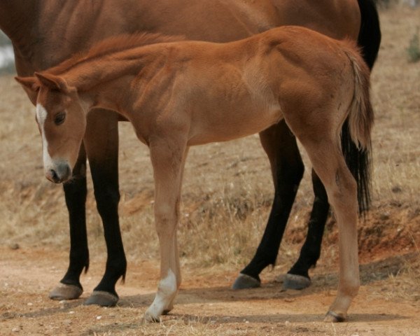 horse Lenny xx (Thoroughbred, 2019, from Moonlark xx)