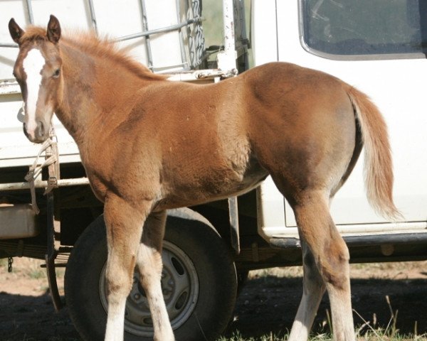 horse Apricot xx (Thoroughbred, 2018, from Moonlark xx)