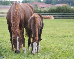 broodmare Imara (Hanoverian, 2007, from Iberio)