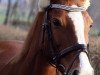 dressage horse Lady Tequila (Brandenburg, 2007, from Don Lukas)