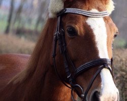 dressage horse Lady Tequila (Brandenburg, 2007, from Don Lukas)