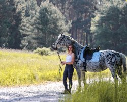 Springpferd Mönchshof's Angelina (Knabstrupper, 2009, von Attila v. Wethautal)