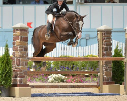 horse Kalimero van het Kruisblokhof (Belgian Warmblood, 2010, from Carosso VDL)